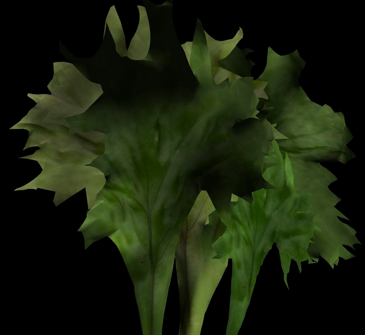 Elkhorn fern_B4.obp