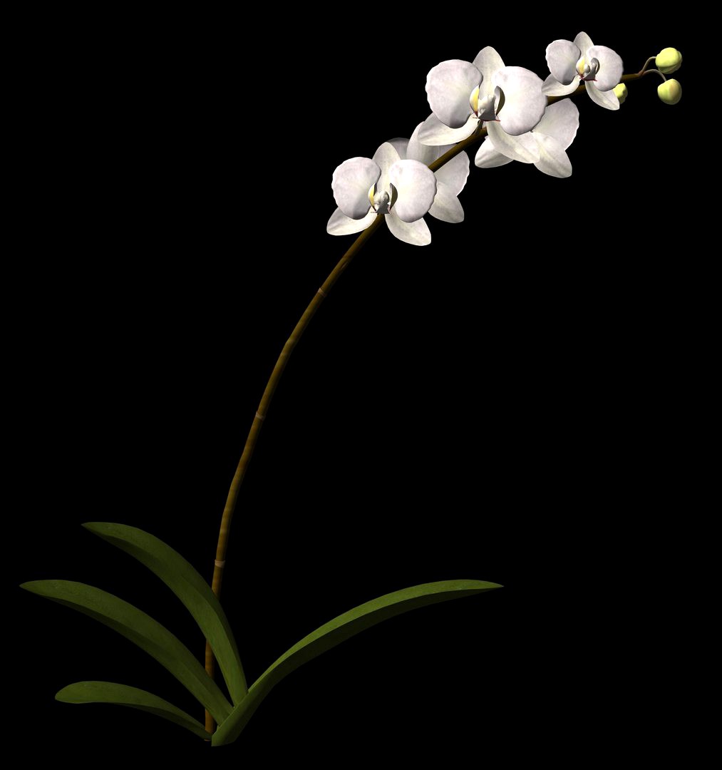 Phalaenopsis Orchid.obp