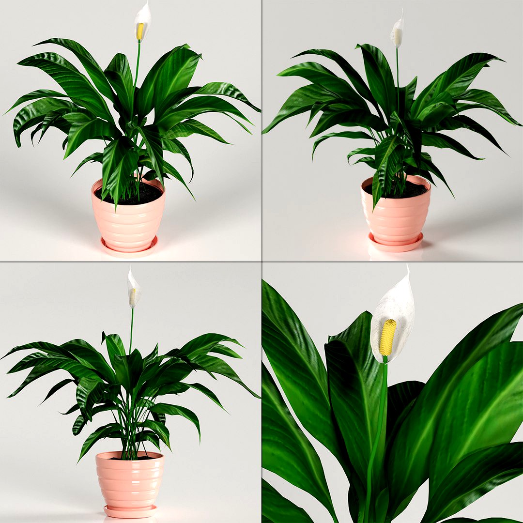 Indoor plants - Spathiphyllum (Spathiphyllum)