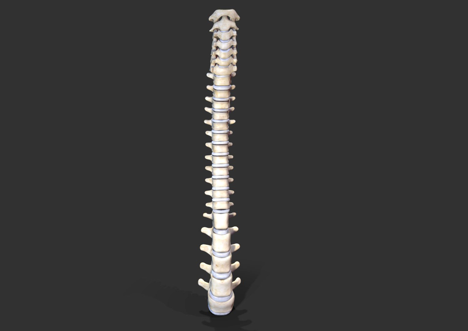 Vertebral (Spinal) Column