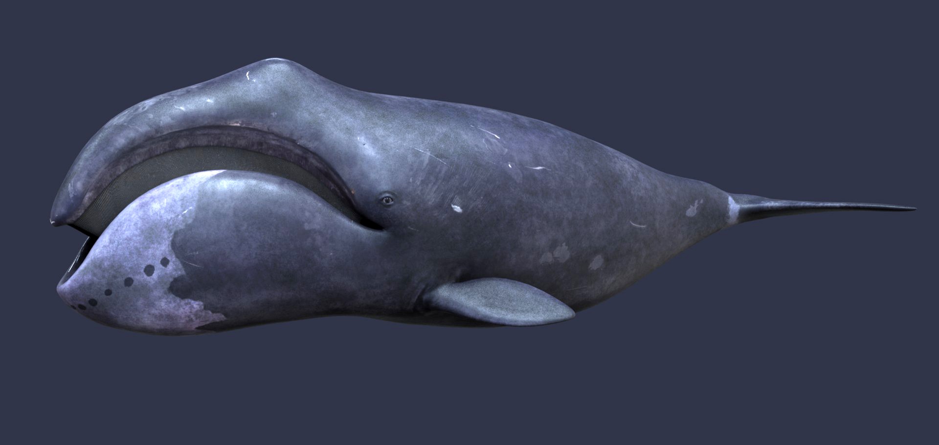 Whale model pack
