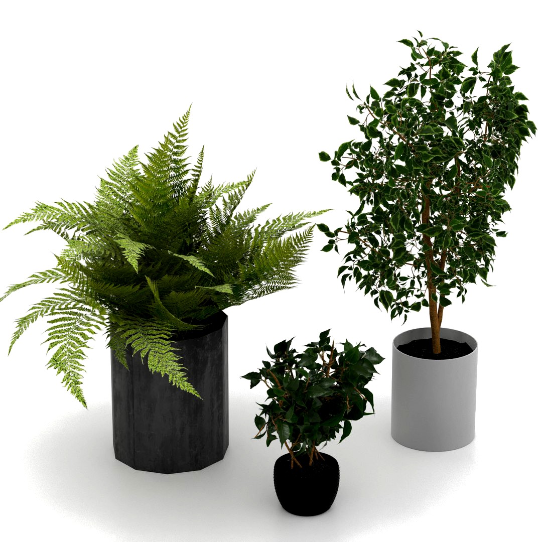 Potted indoor plants