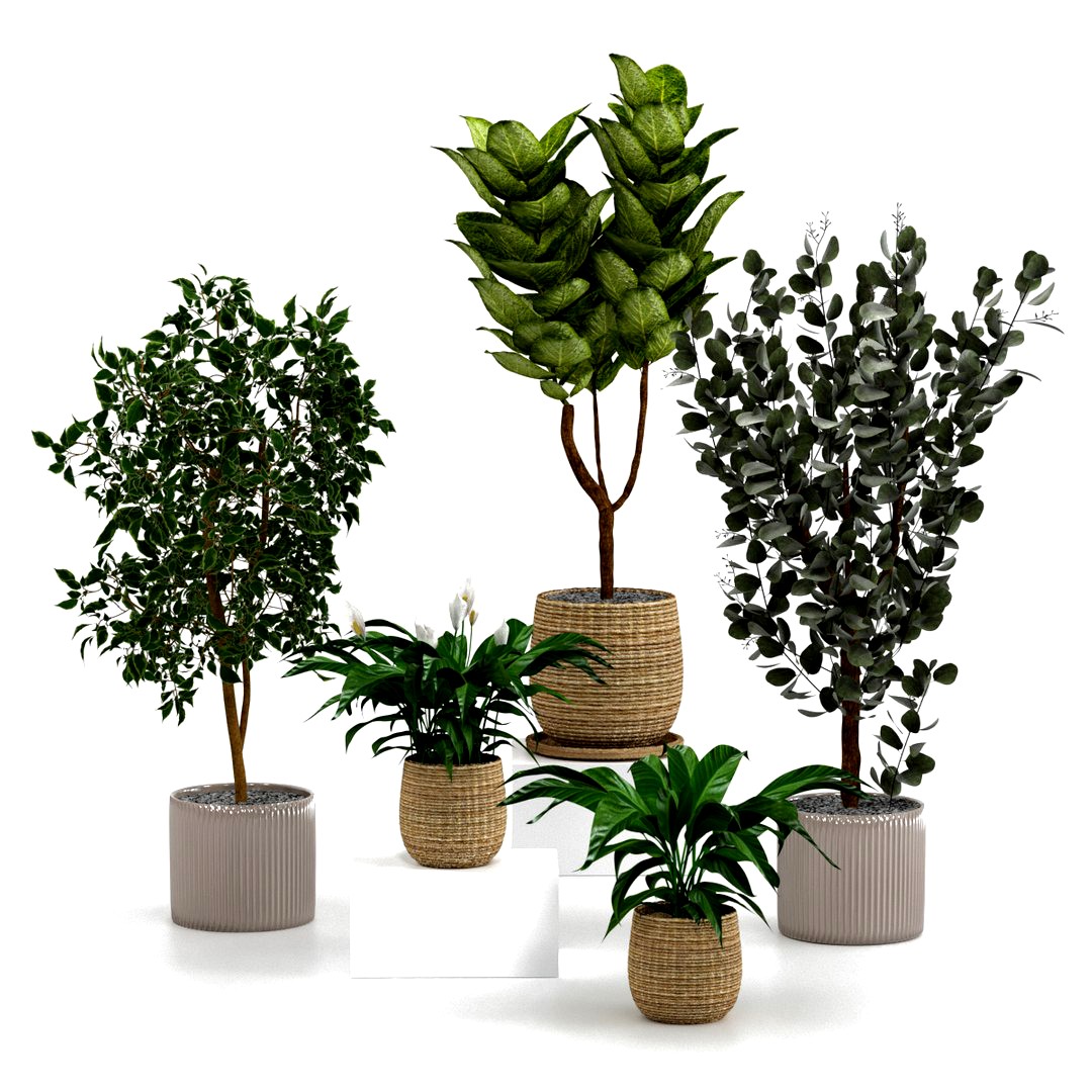 Potted indoor plants