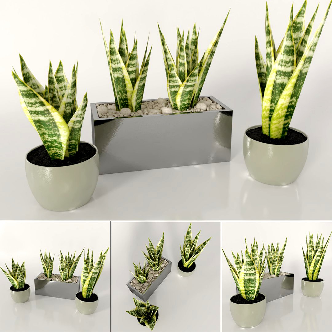 Indoor plants: Sansevieria