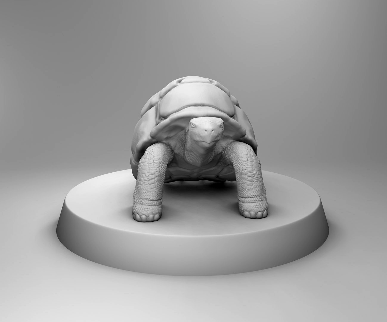 Big turtle