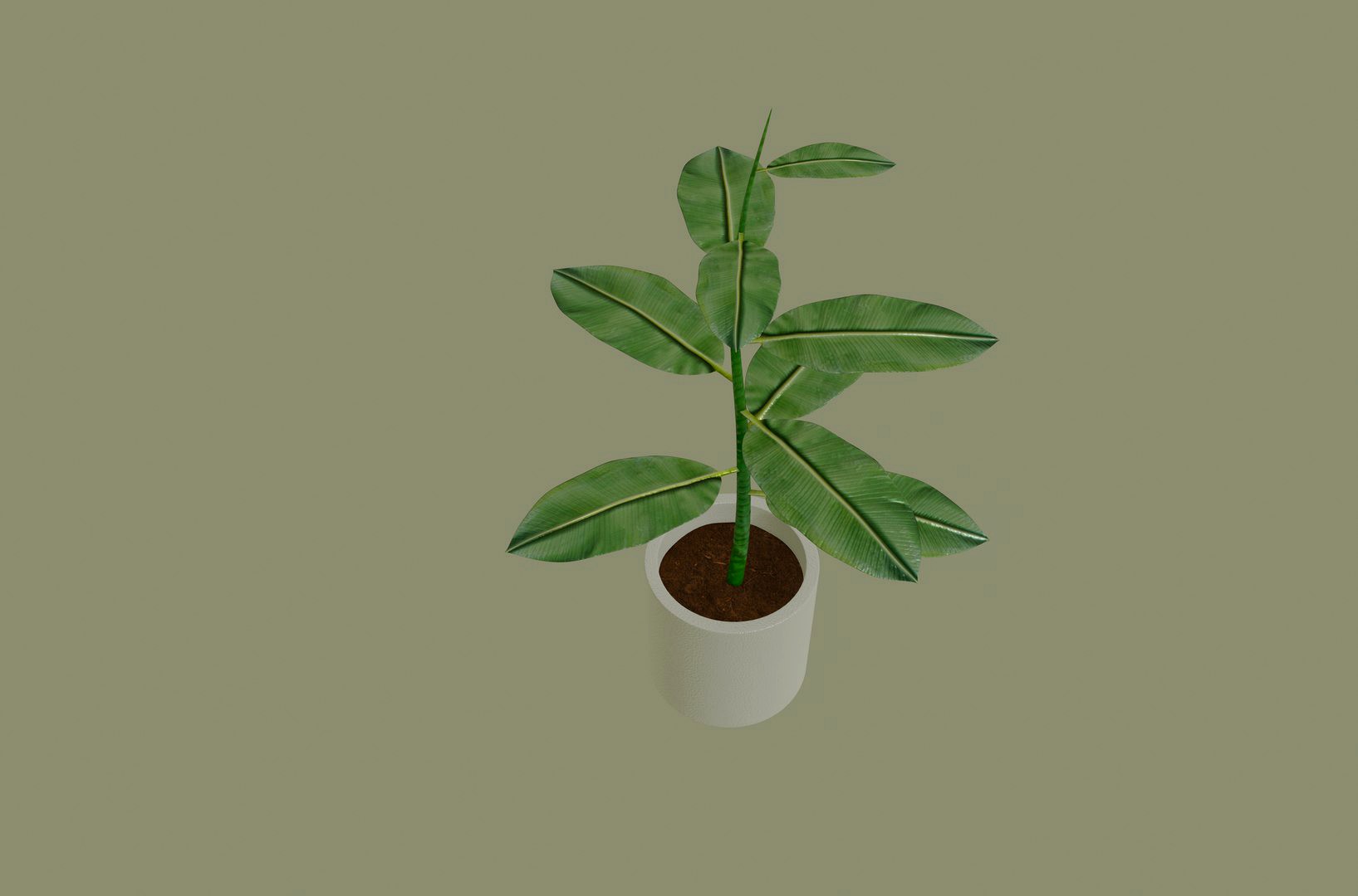 Exotic Indoor Plant