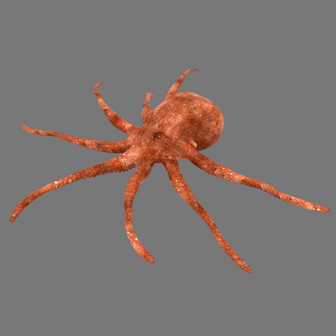 Octopus Realistic