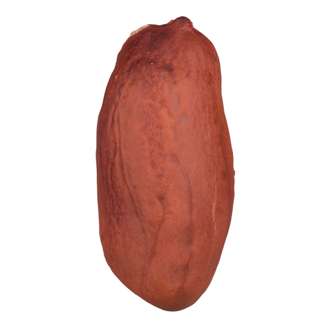 Highly Detailed Peanut Kernel Scan
