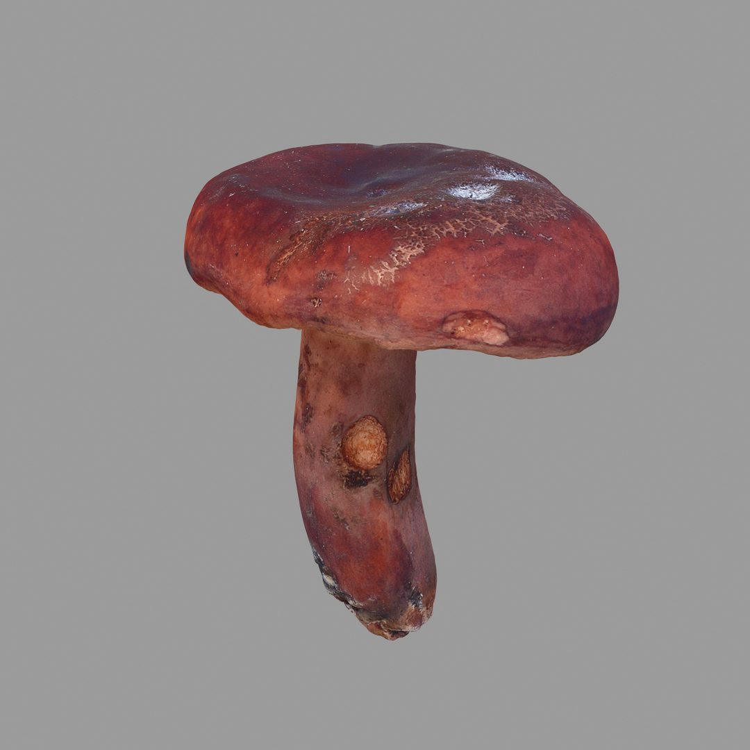 Mushroom 27
