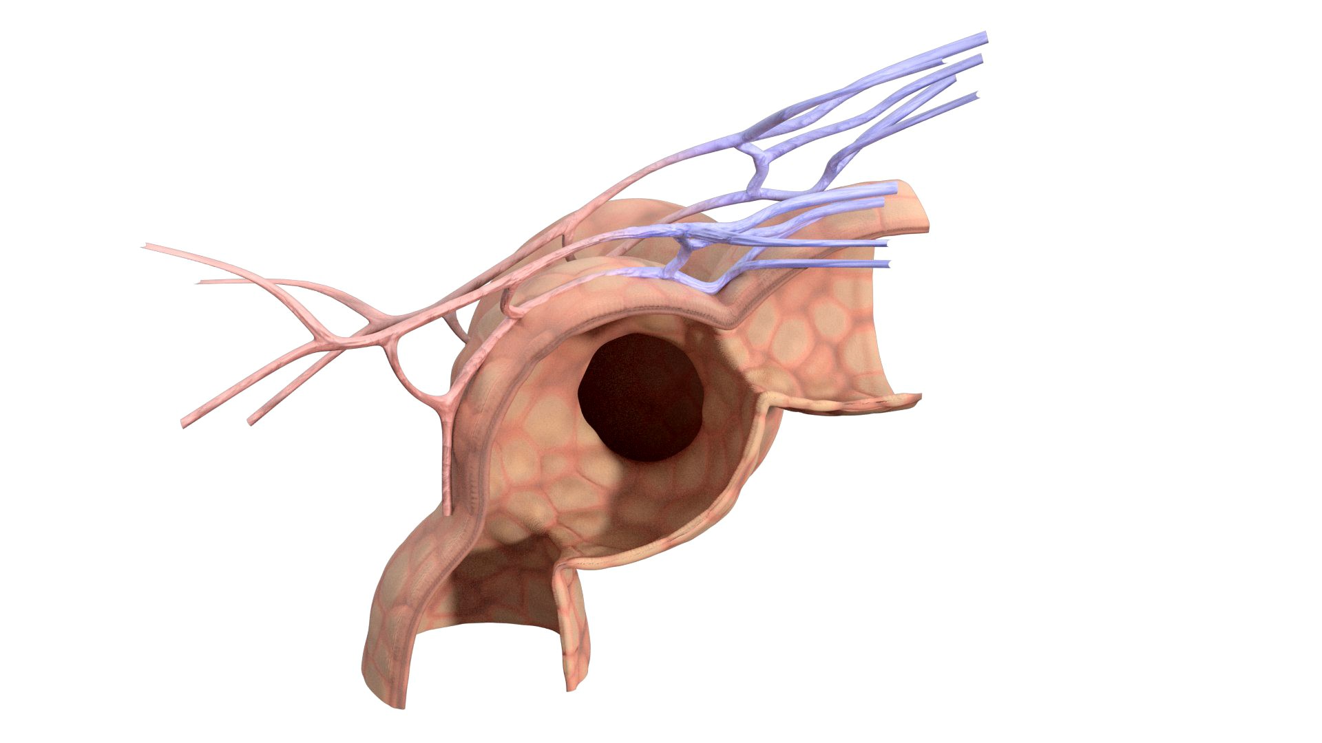 Alveolus Chamber