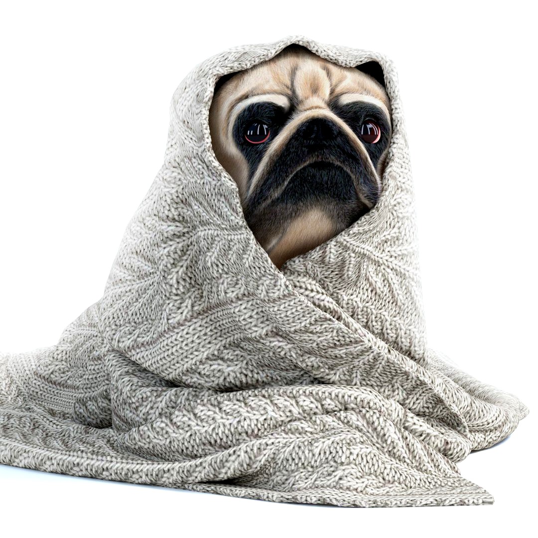 Pug 1 - Winter is coming