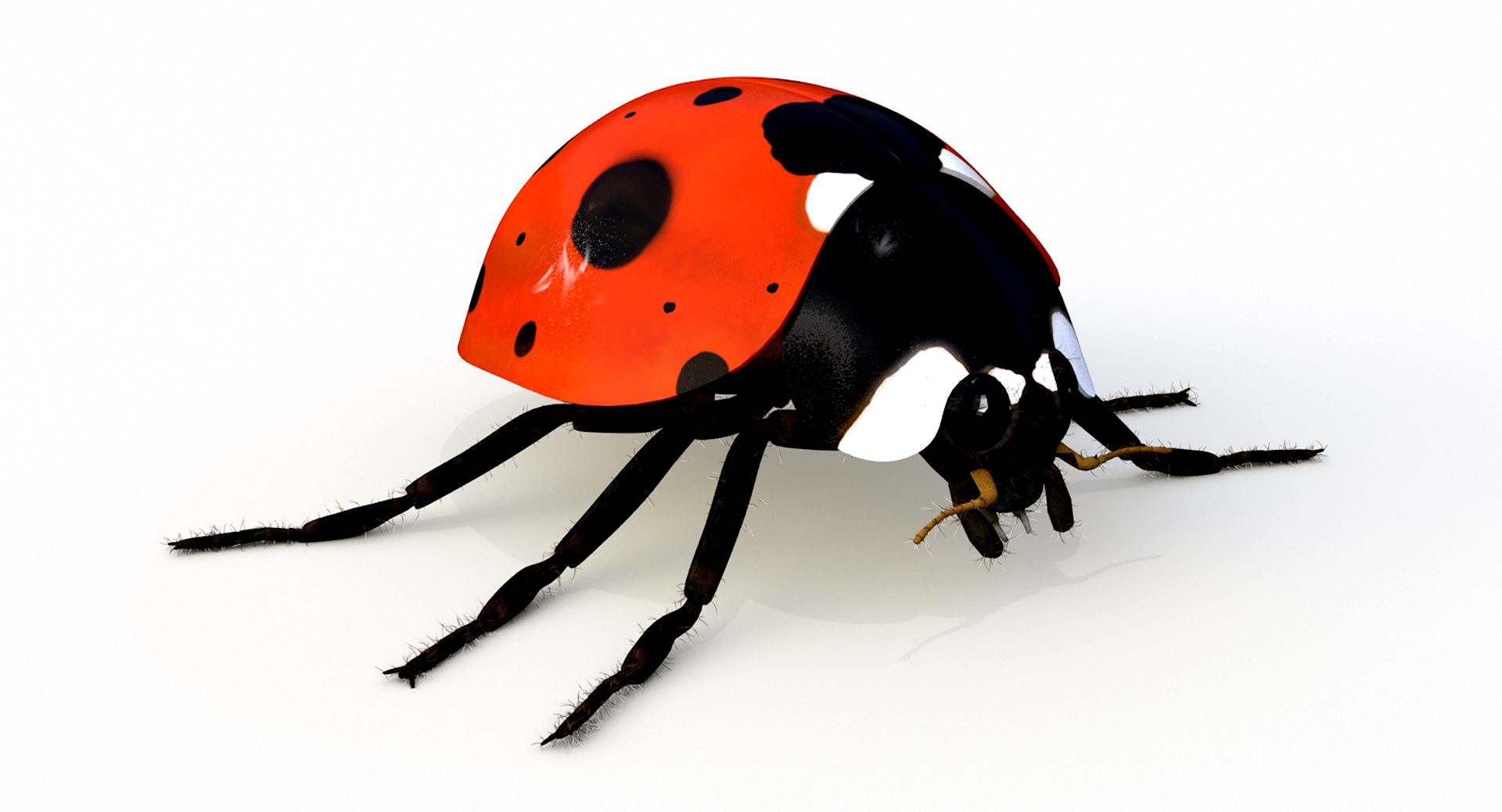 Realistic Ladybug