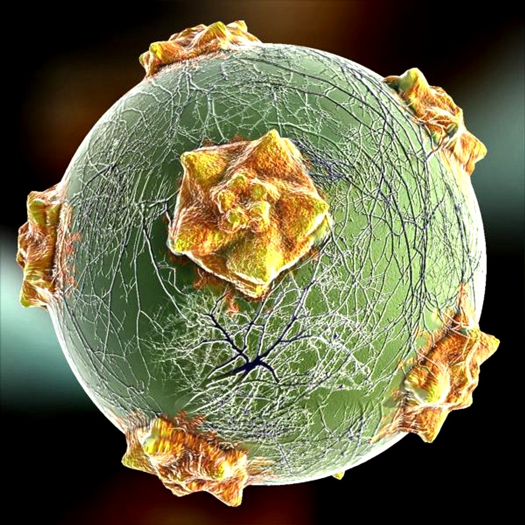 T1 Virus