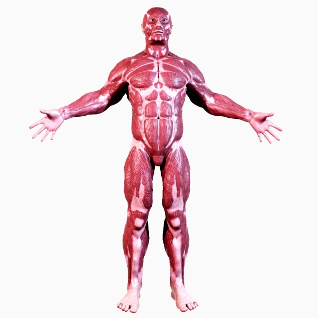 Human Muscular Anatomy