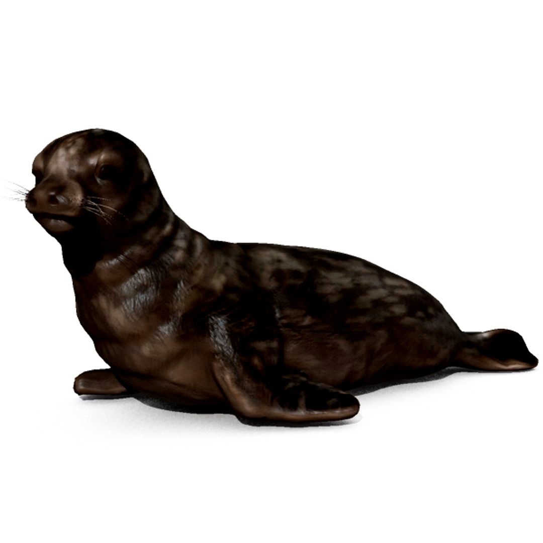 Weddell Seal