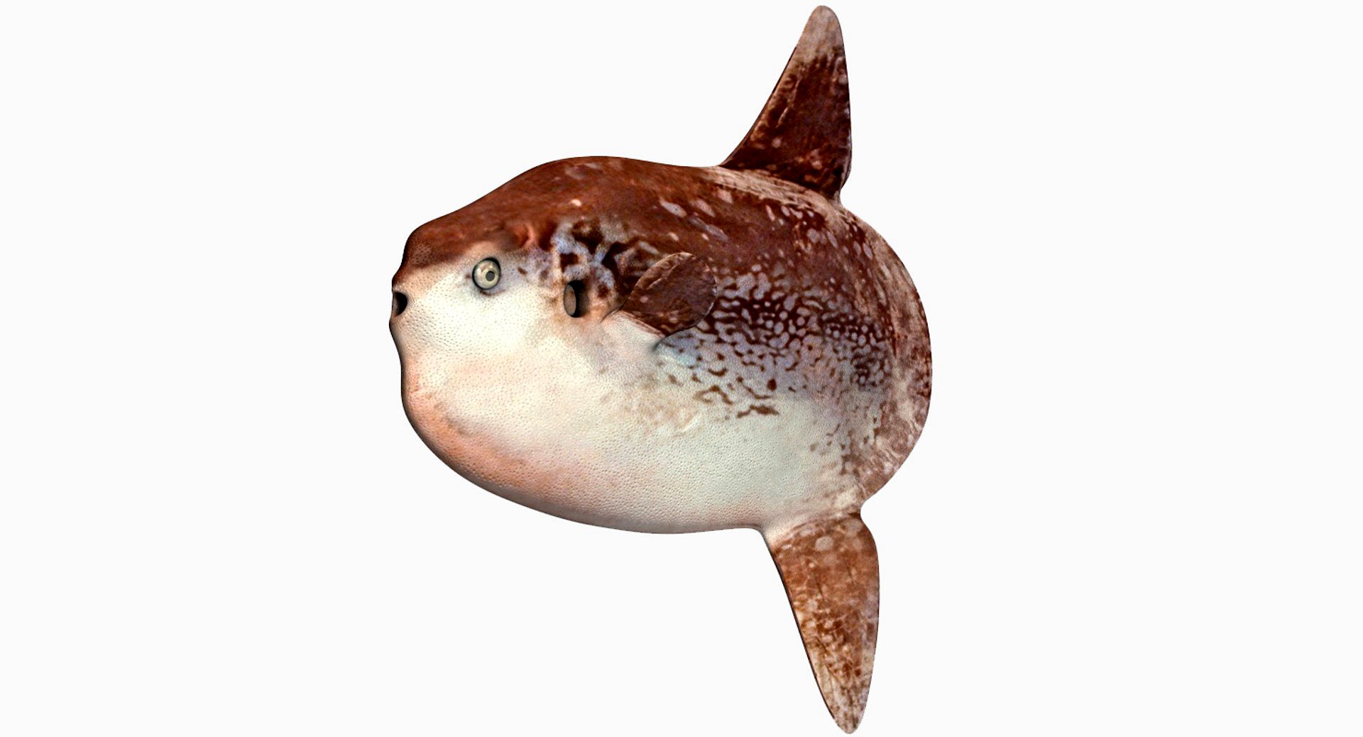 Southern sunfish