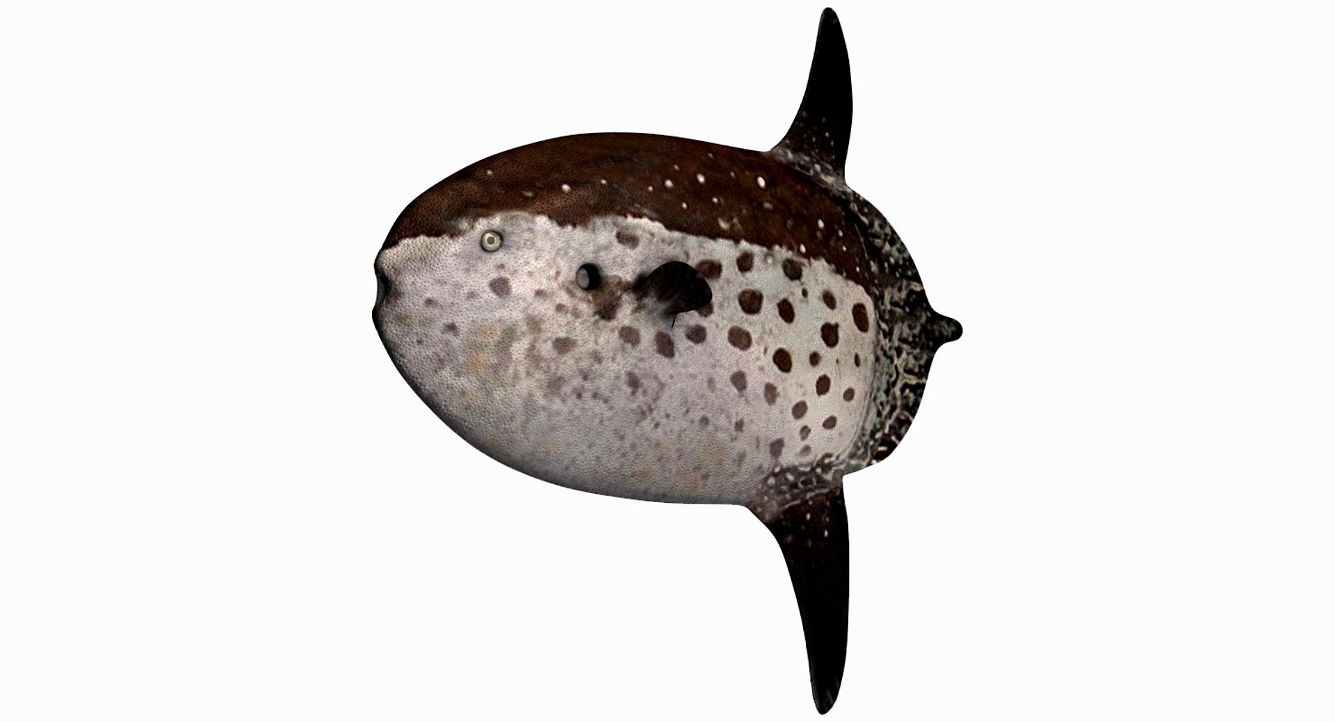 Sharptail mola