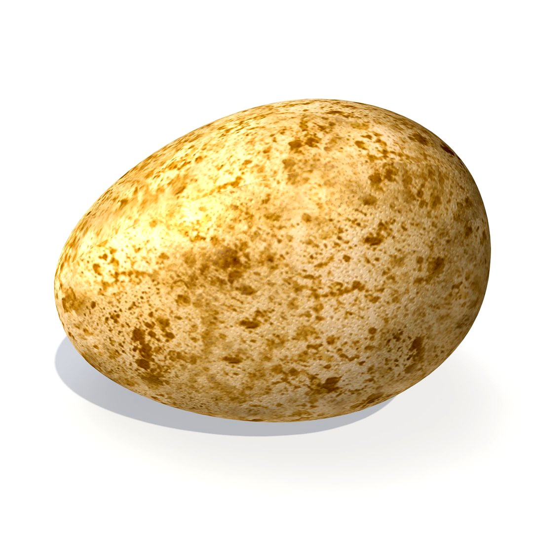 common kestrel egg