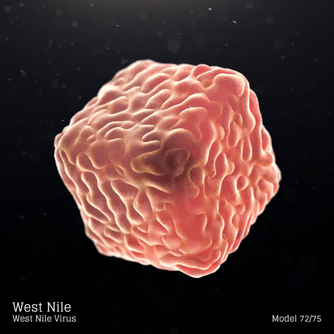 West Nile - West Nile Virus