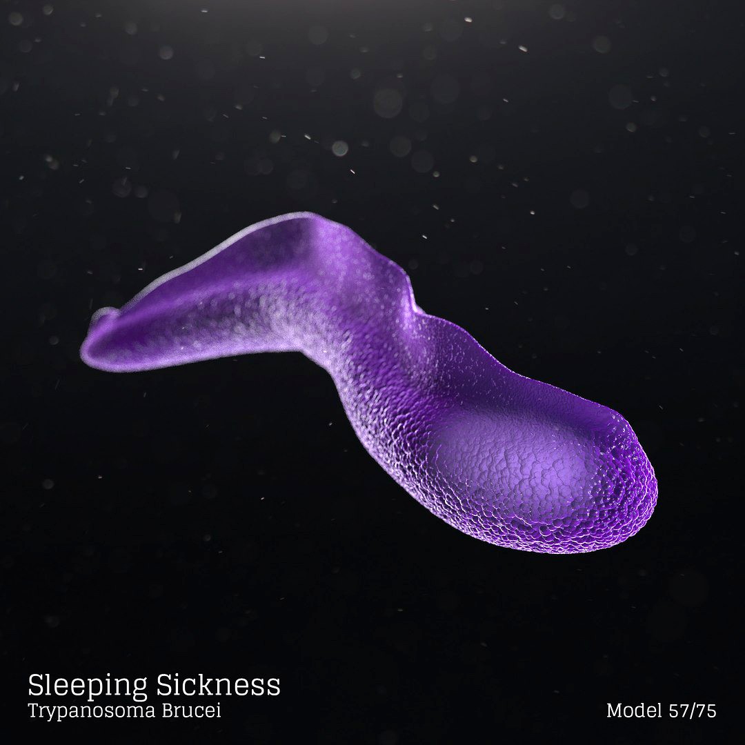 Sleeping Sickness - Trypanosoma Brucei