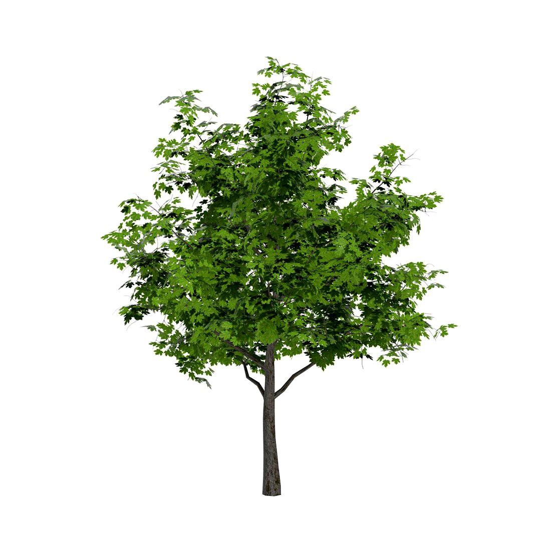 Maple Tree Low Poly