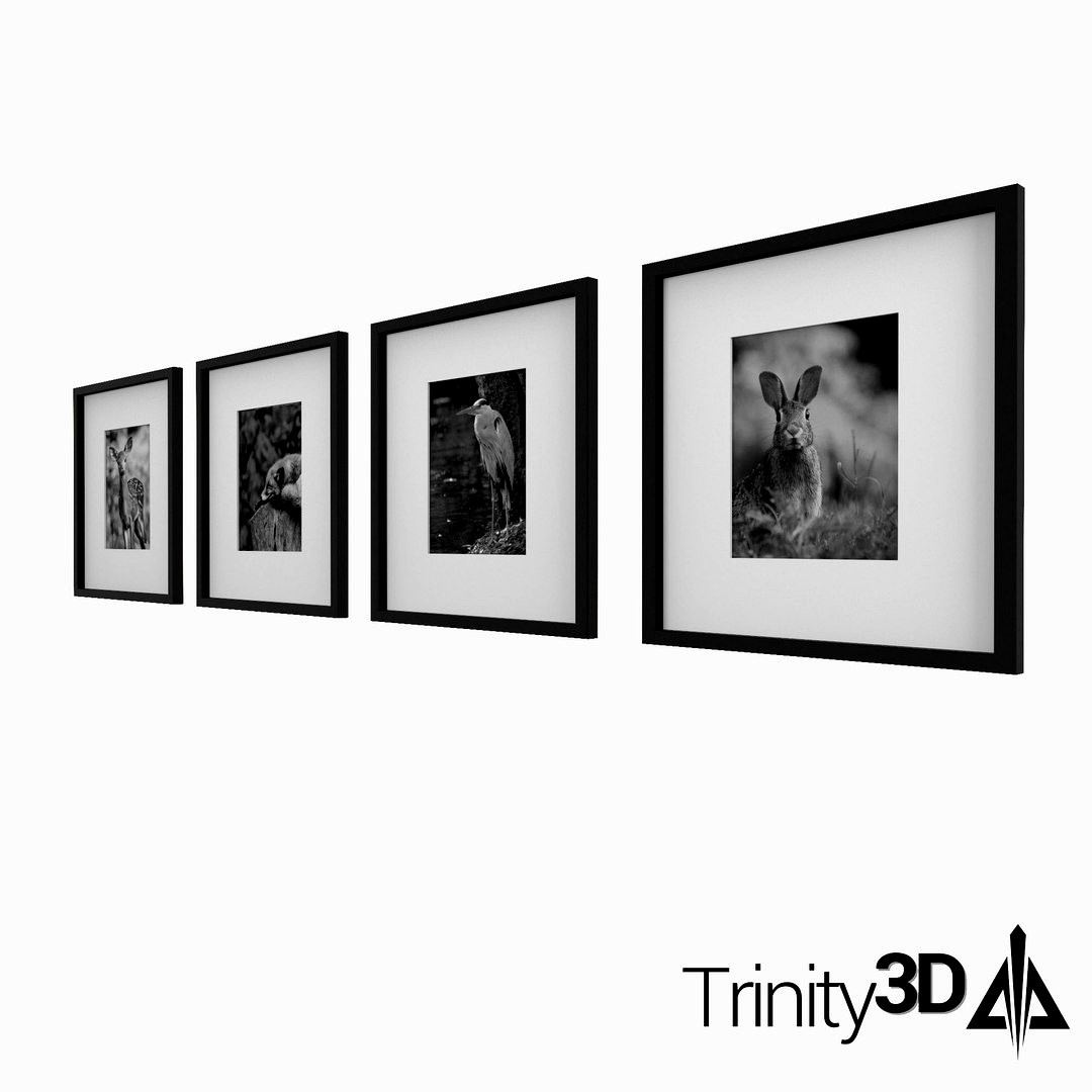 Framed Wild Life Photos