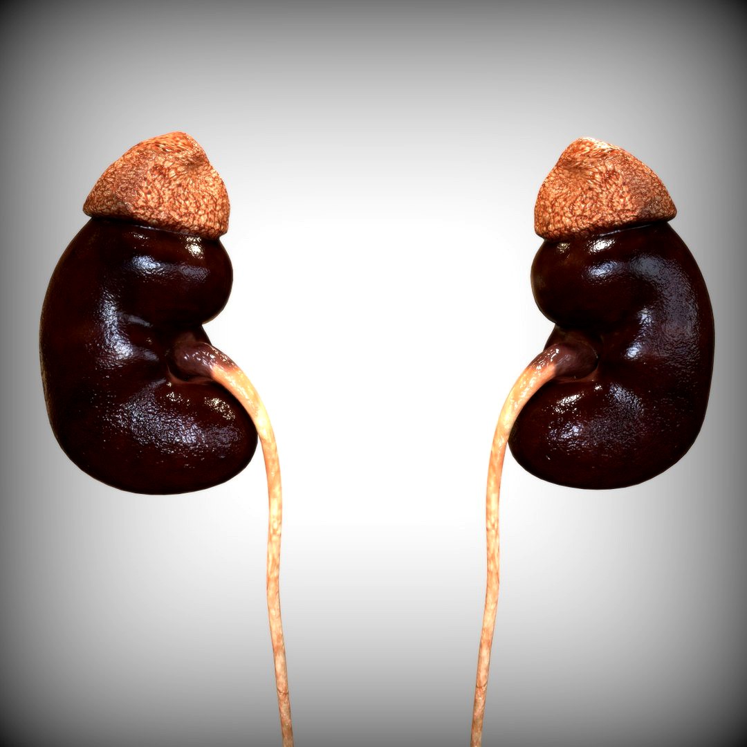 Human Kidney