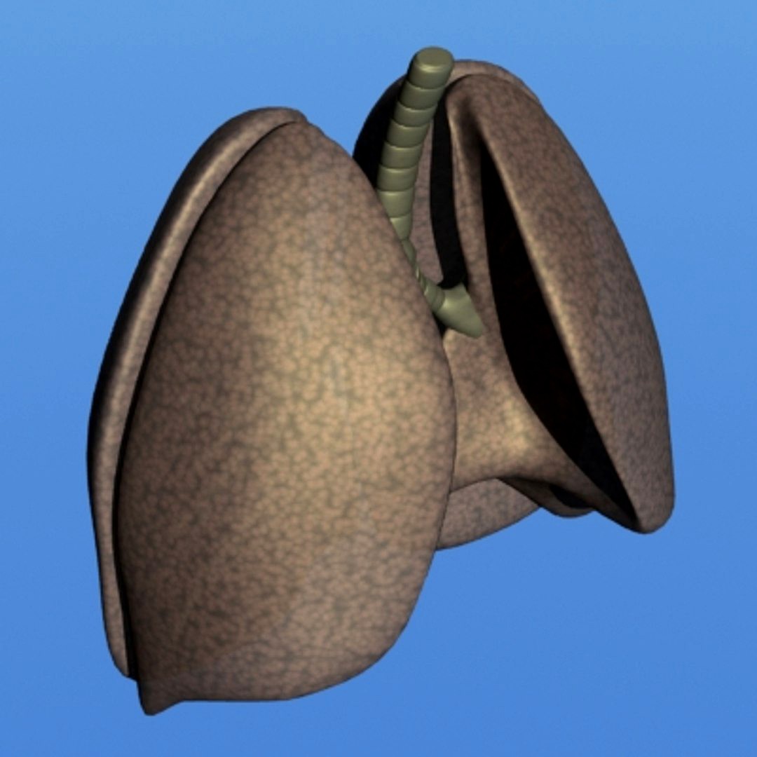 Lungs (LW)