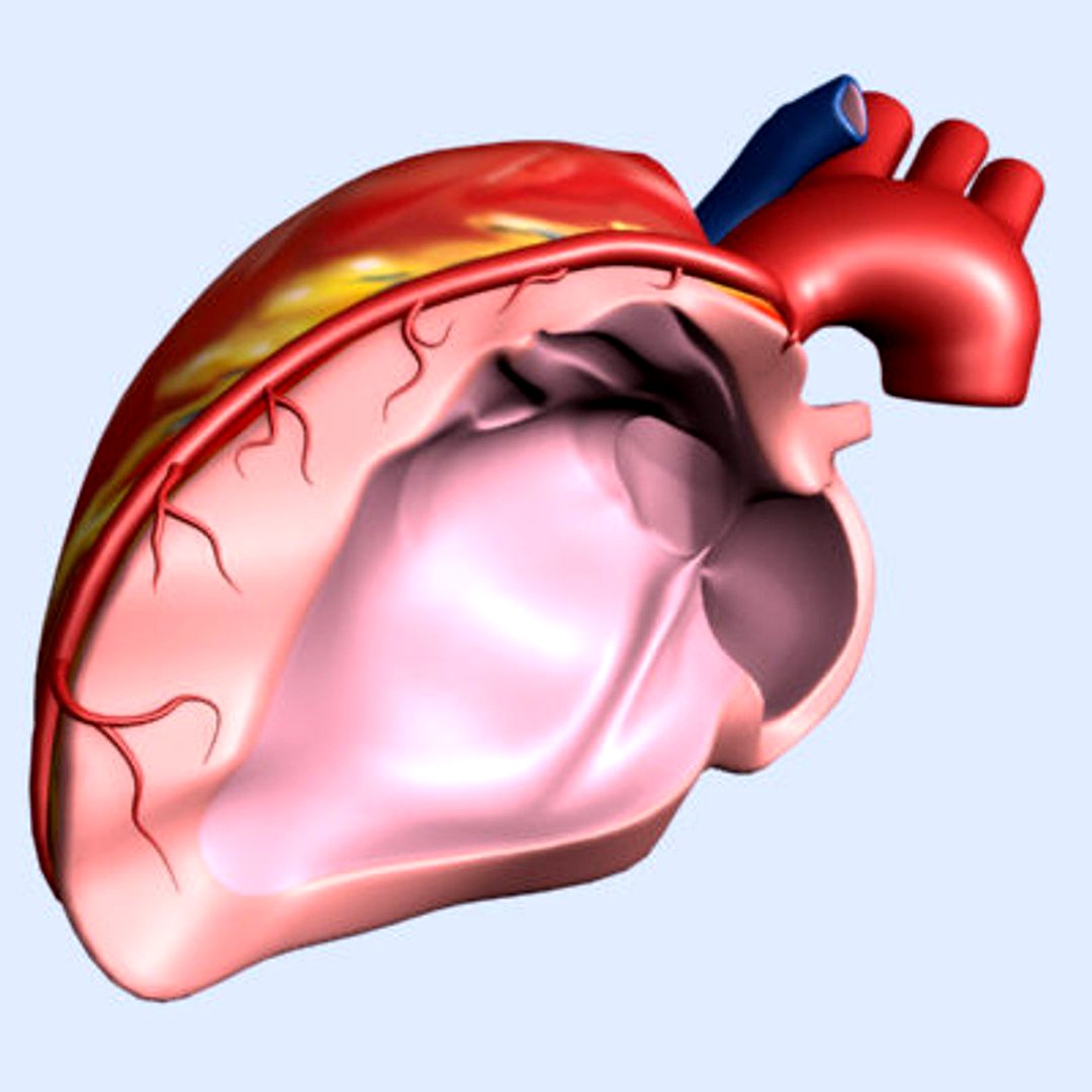 Heart with Left Anterior Descending Artery (Maya)