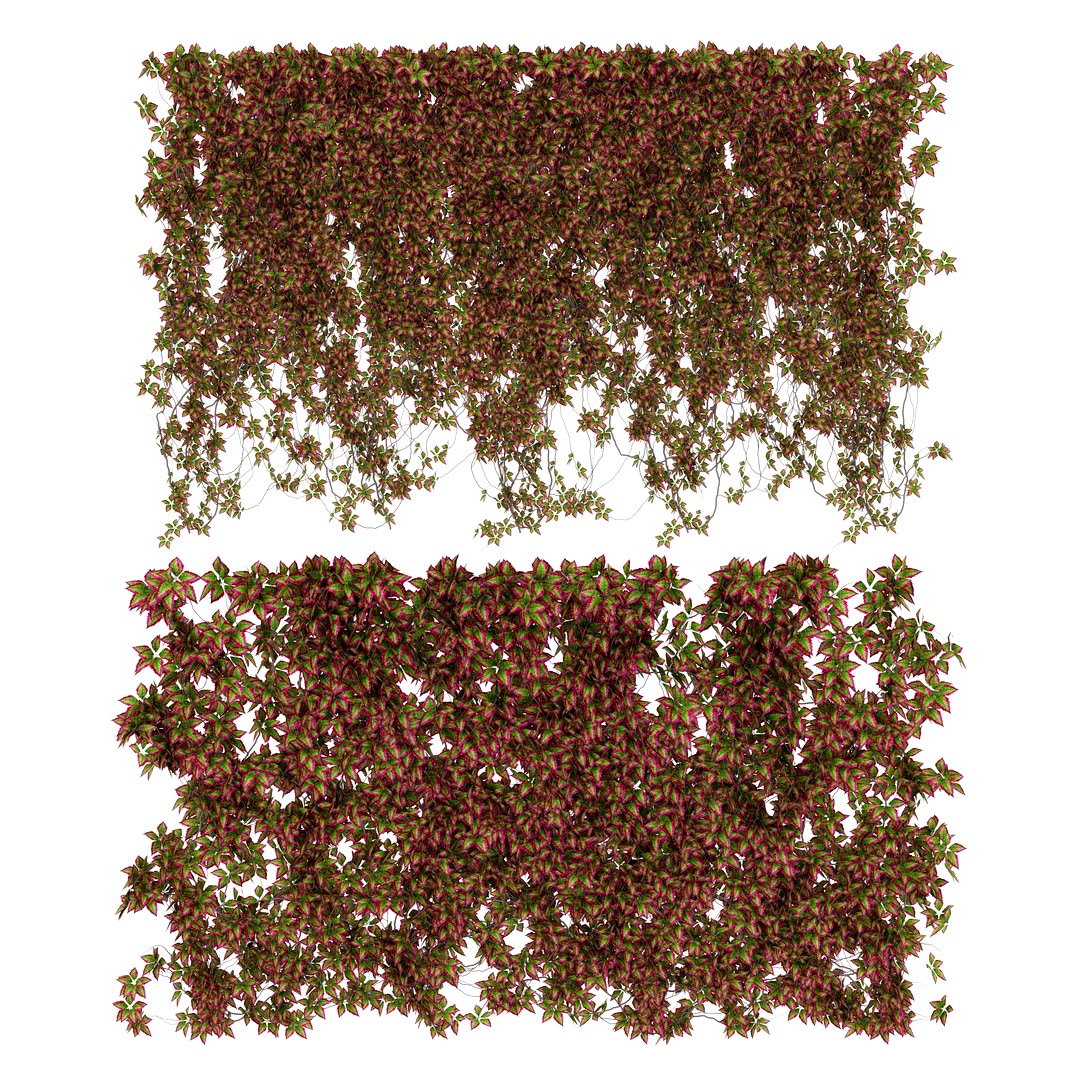 Wall of wild grapes leaves