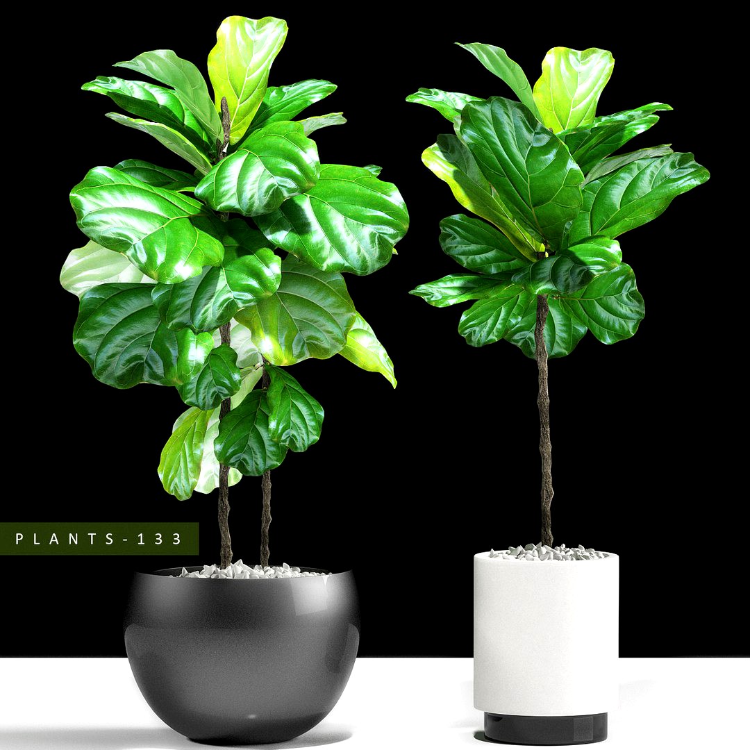 Ficus plant 133