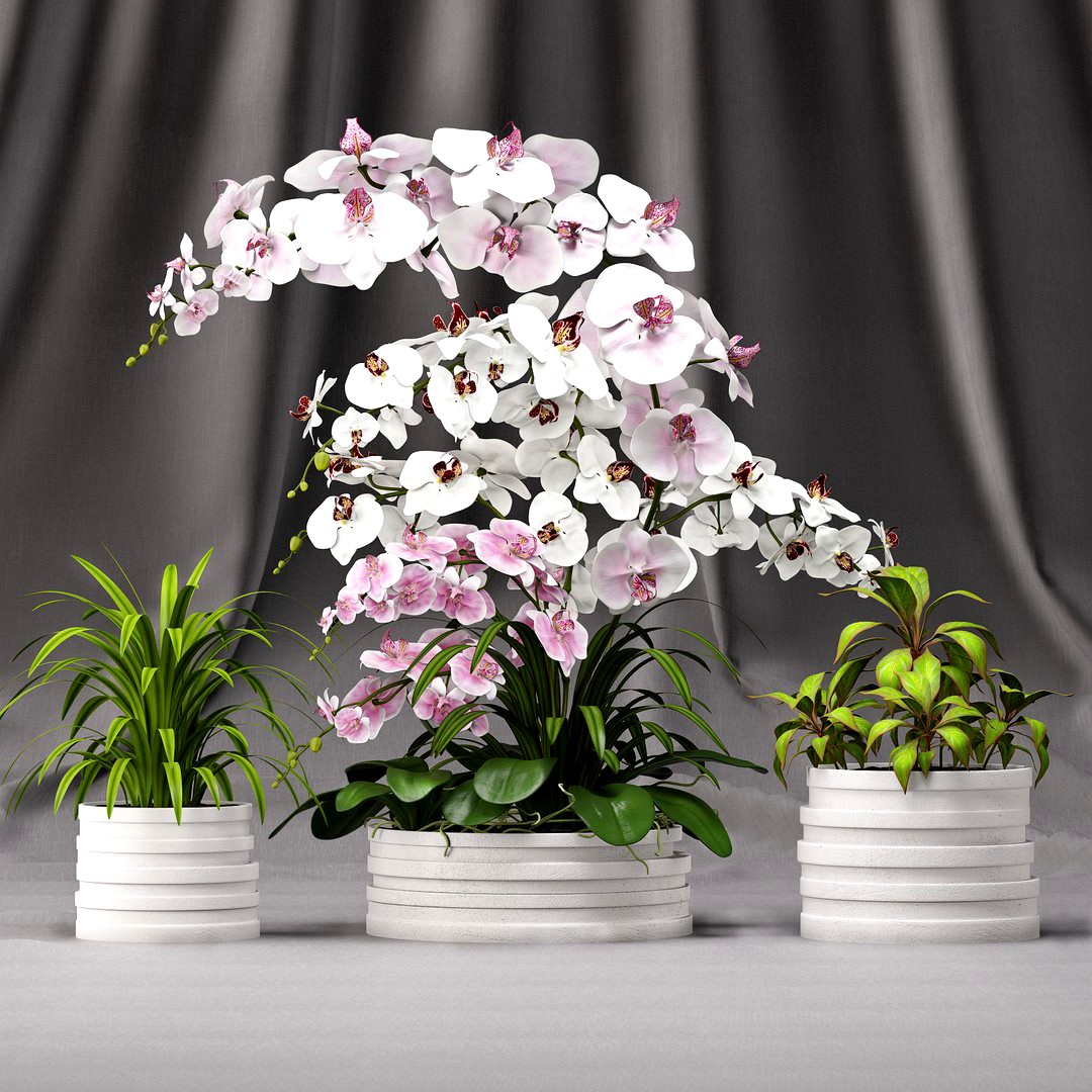 Orchid arrangement