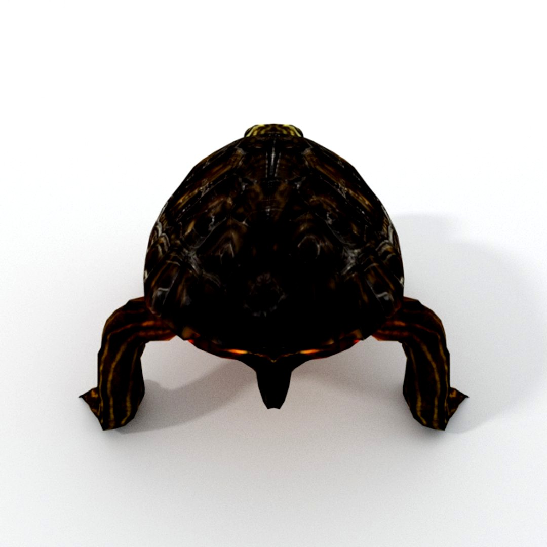 Oriental Painted Turtle