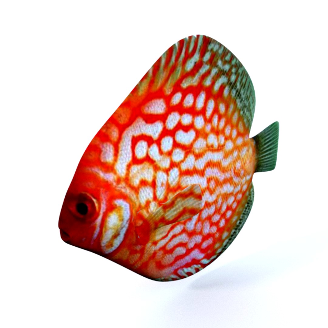 Disco fish