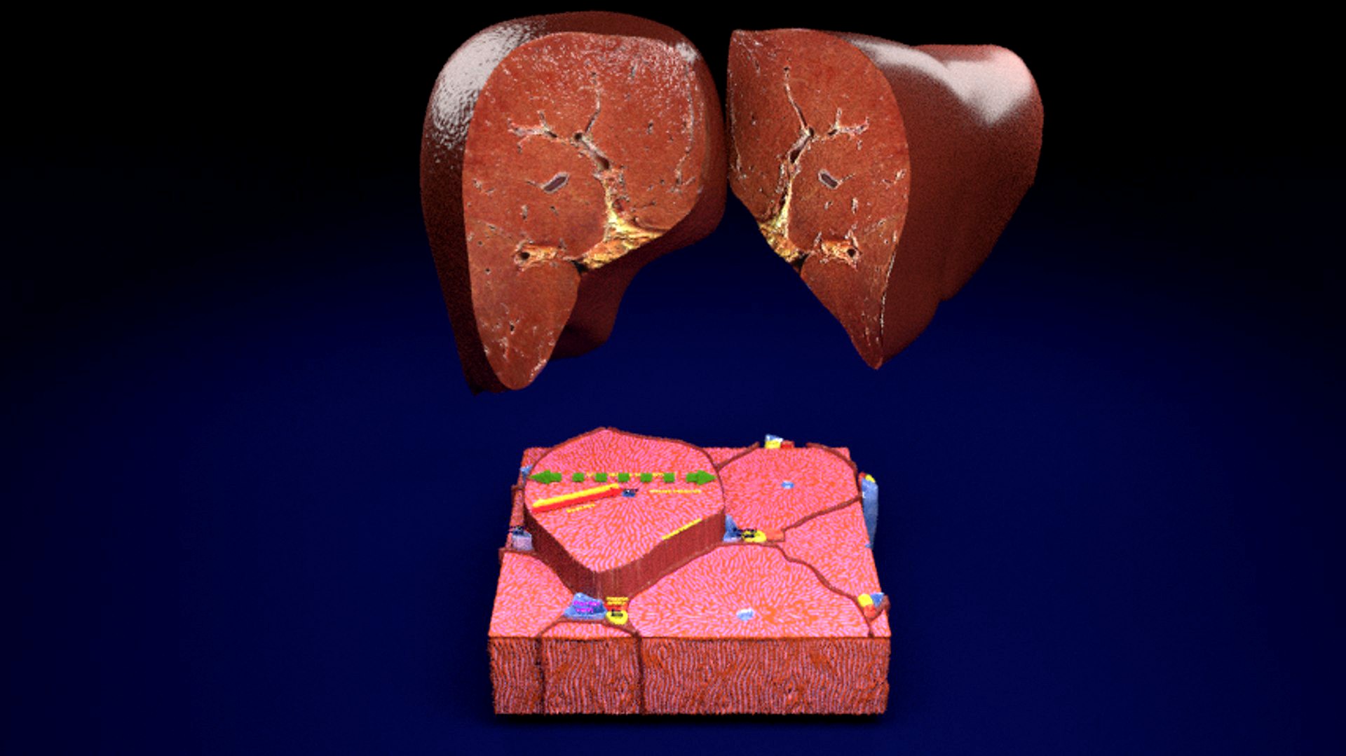 liver lobule histology animated