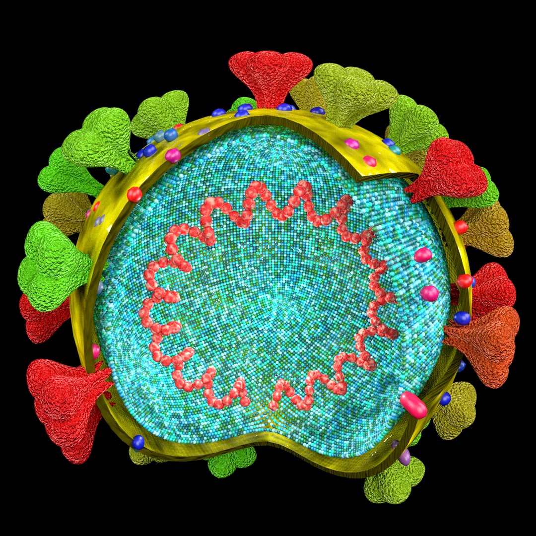 corona virus detail labelled cut section