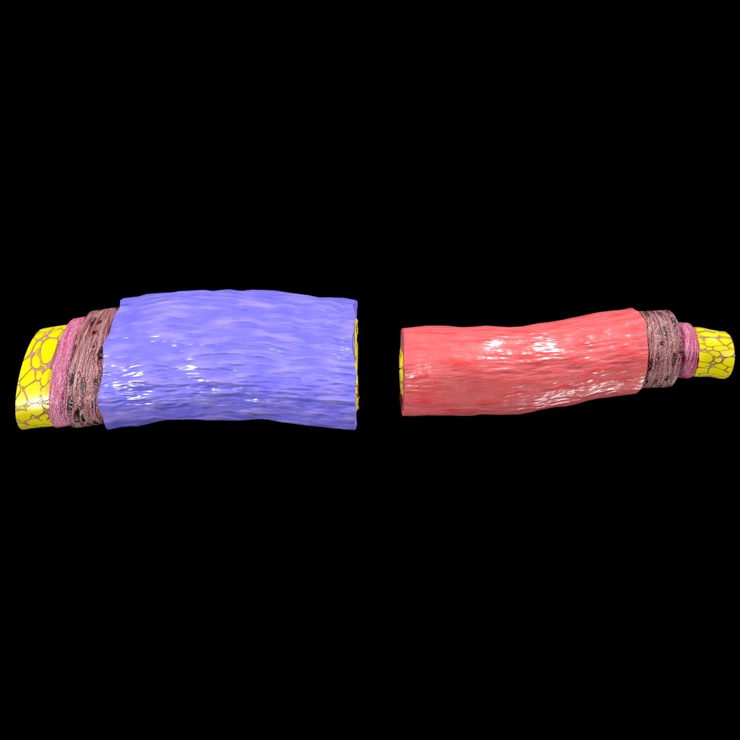 Blood vessel artery vein structure labelled