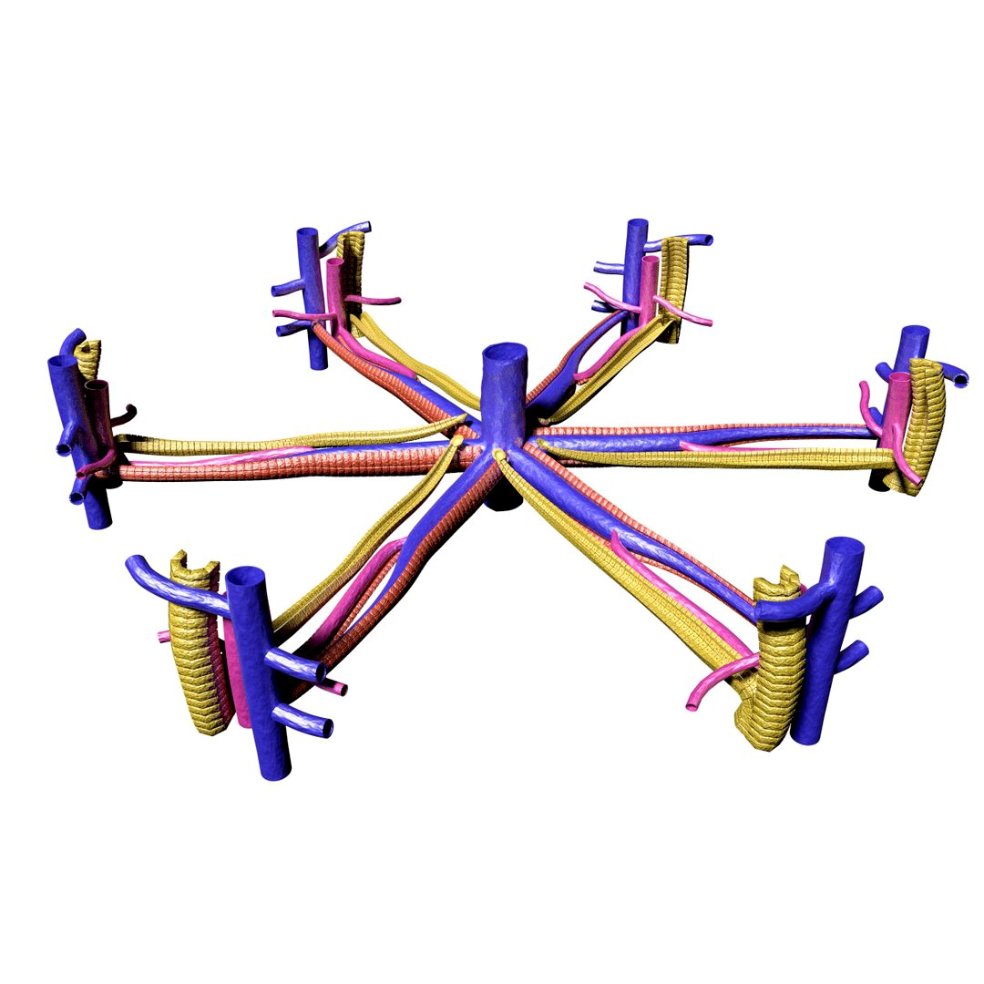 Hepatic  lobule