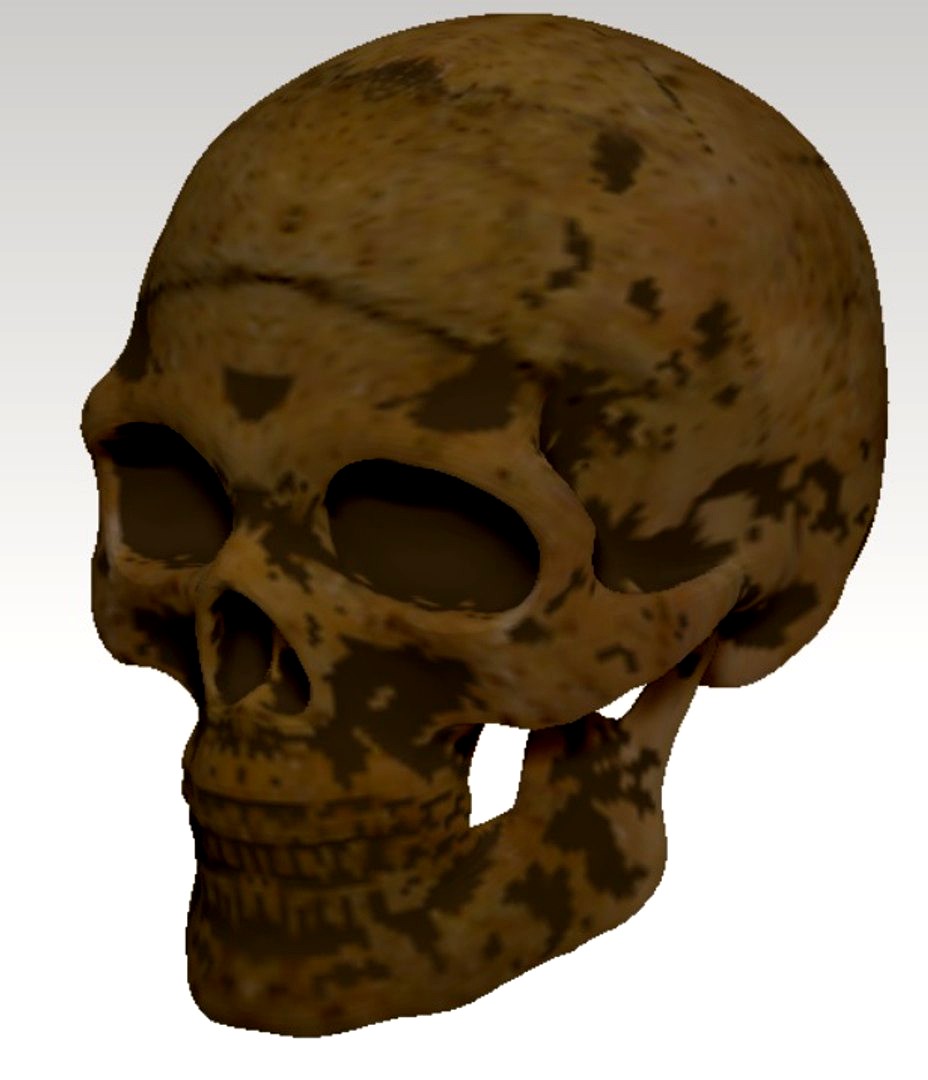 skull human real