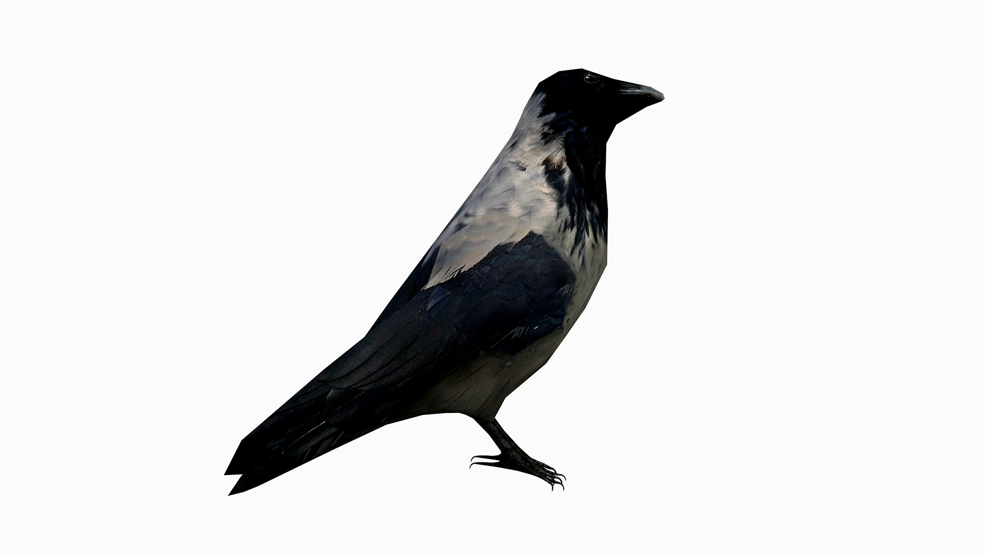 Crow