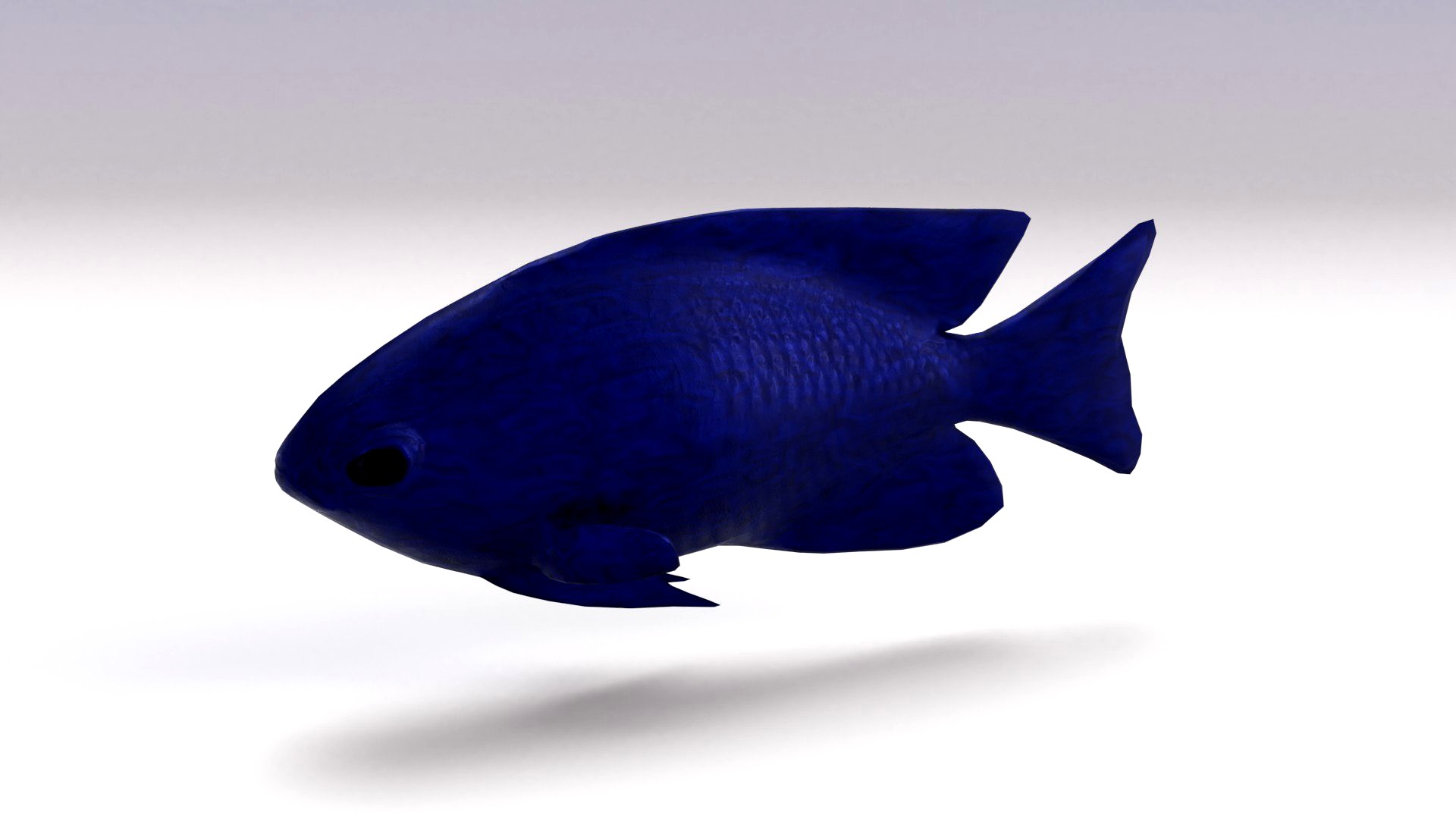 Blue Damselfish