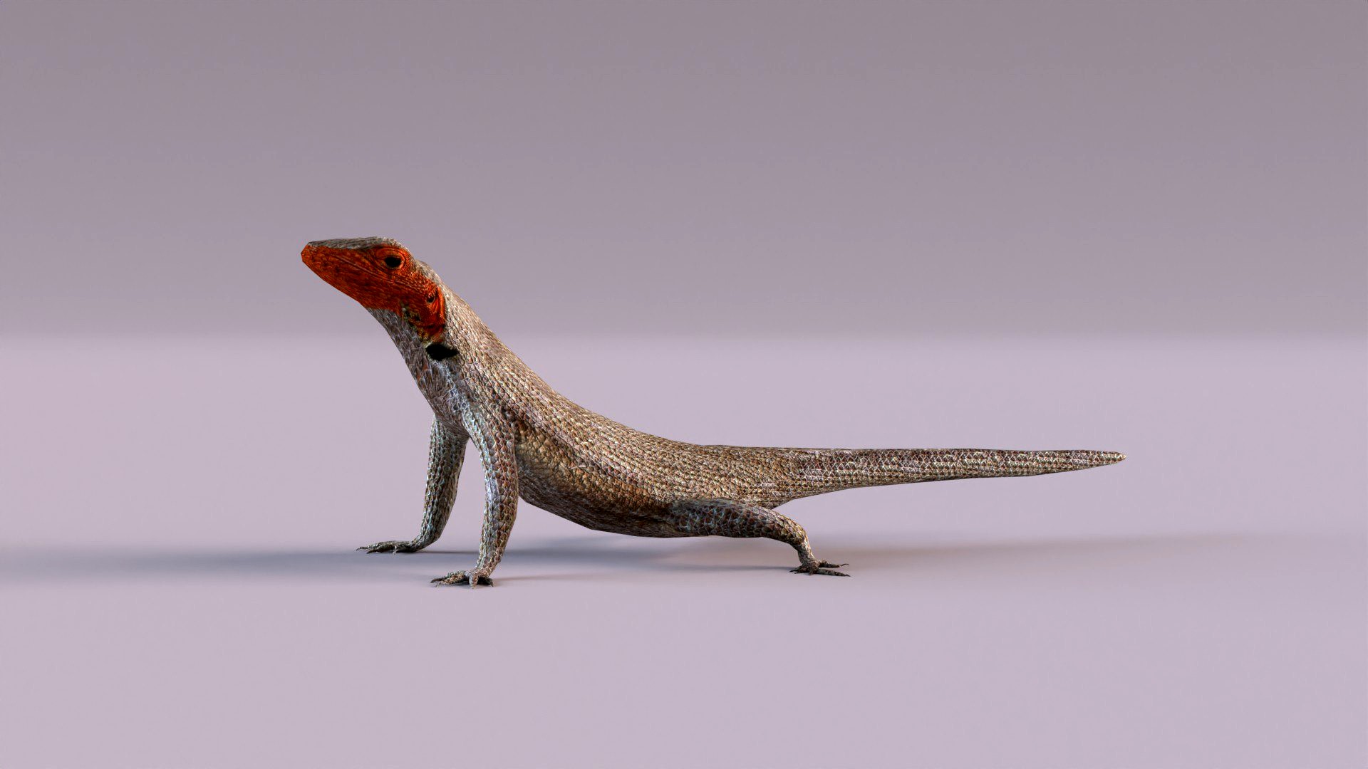 Lava Lizard