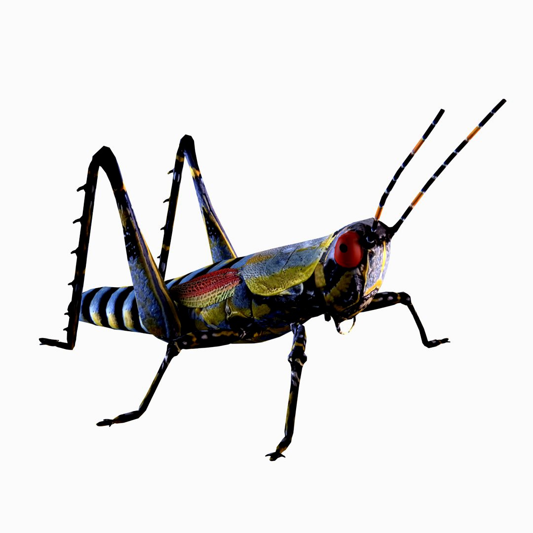 Elegant GrasshopperZonocerus elegans