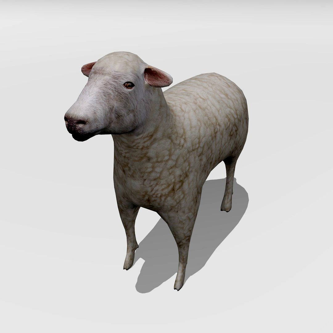 Lamb
