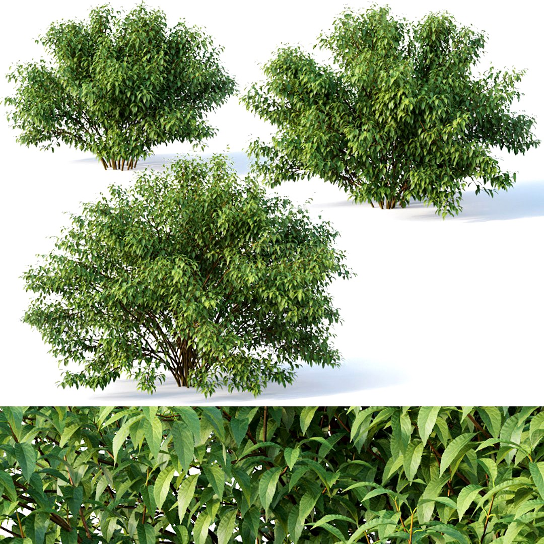 Forsythia # 5. Summer. XL