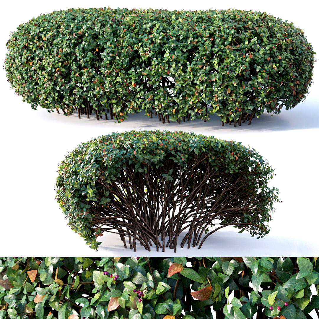 Cotoneaster lucidus # 8. Wide customizable hedge