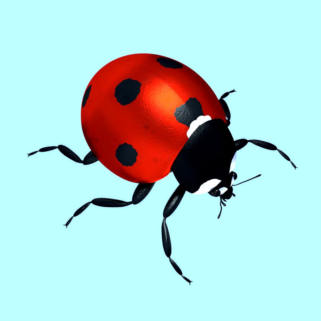 Ladybug