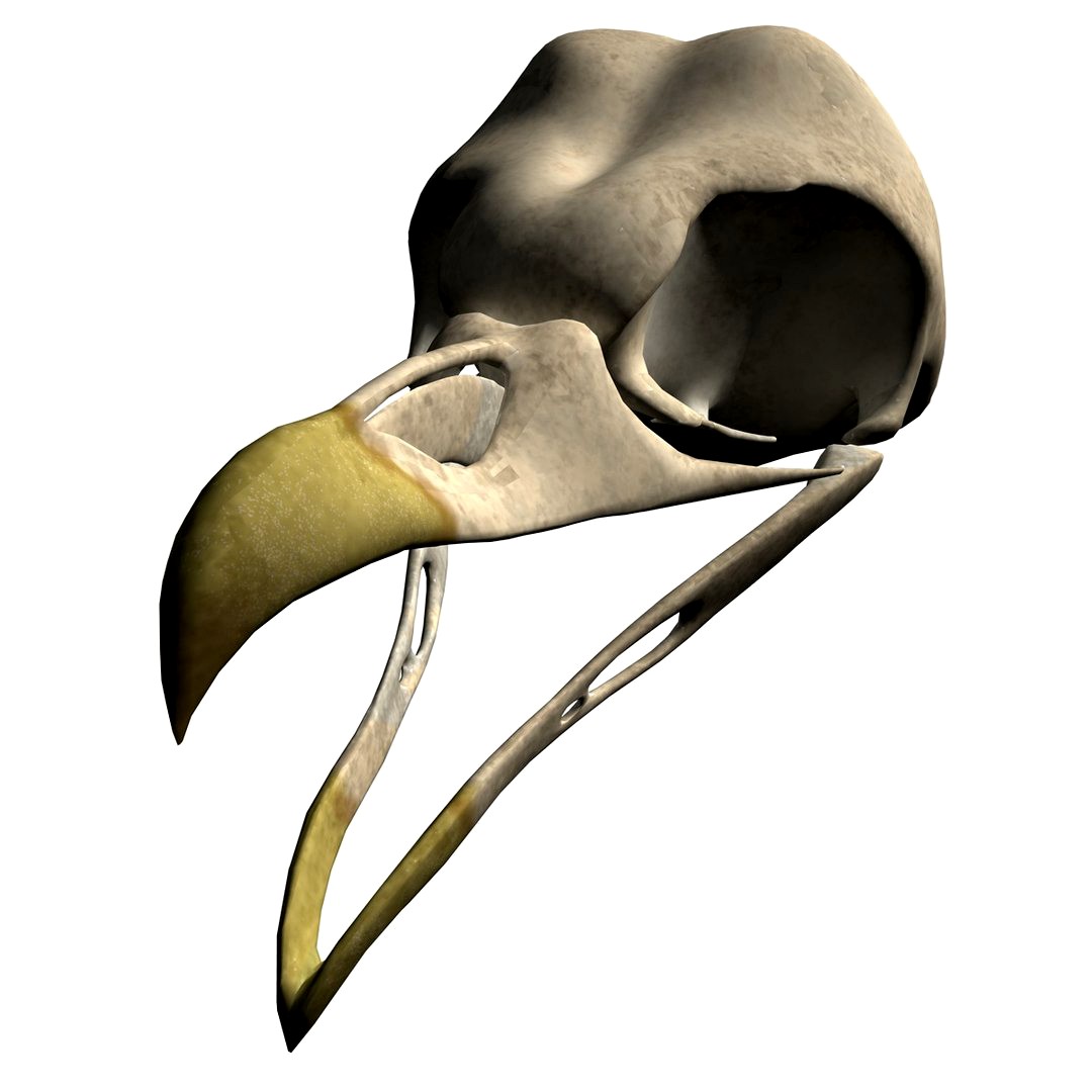 barn owl skull