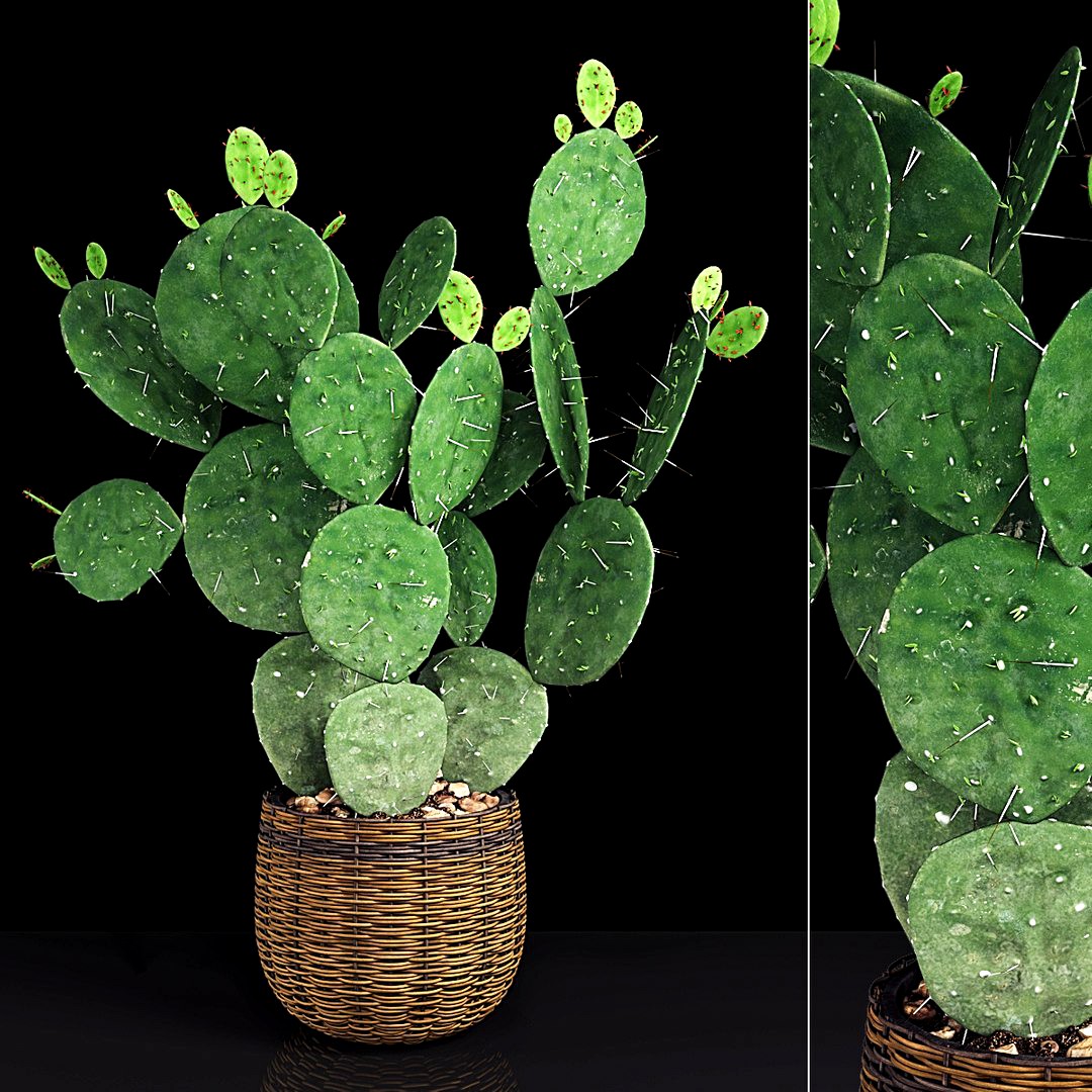 Plant 9