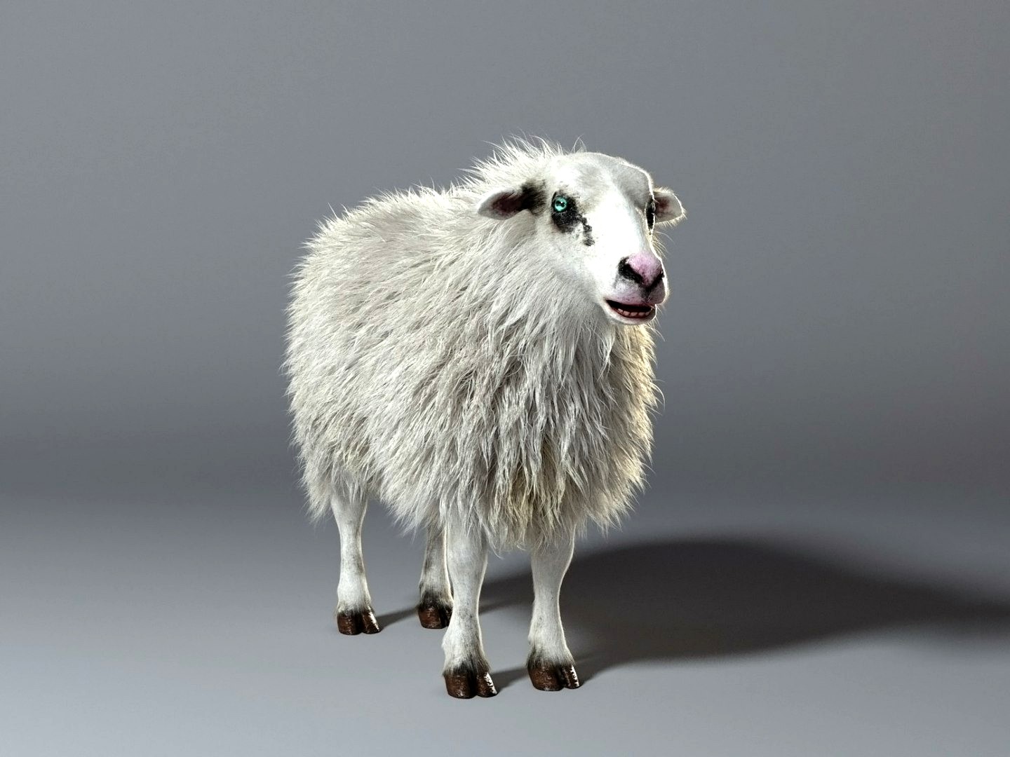 Sheep - realistic